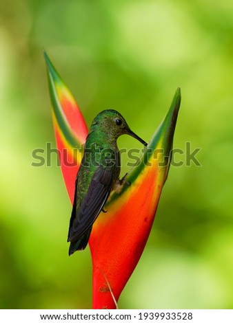 Green-crowned Brilliant - Heliodoxa jacula large, robust hummingbird that is a resident breeder in the highlands from Costa Rica to western Ecuador, flying and feeding on the red bloom, green.
