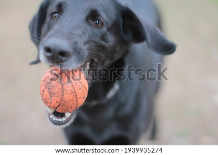 Nice black dog bites into an orange ball.
Pet plays with a toy. Photography of dogs.