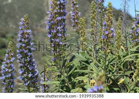 Detail of the flowers of the plant named Echium callithyrsum