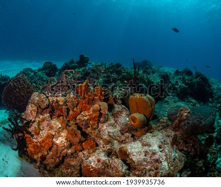 Sponges on the reef in Cozumel