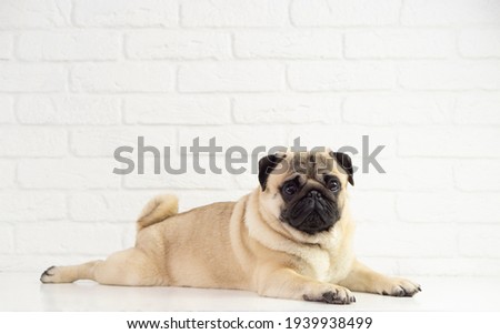 Funny pug dog lies on the background  of a white brick wall . Happy  funny pug  . Dog  grooming concept .Copy space for text .