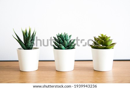 houseplants, three small cacti in white pots, wooden table and white background Royalty-Free Stock Photo #1939943236