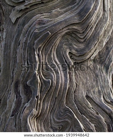 Full frame image of swirly bark on trunk of grey tree Royalty-Free Stock Photo #1939948642