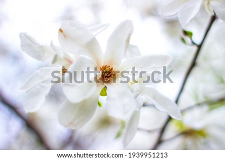 White magnolia on a blurred background close up