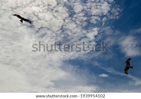 Summer sky with beautiful clouds and soaring birds of prey