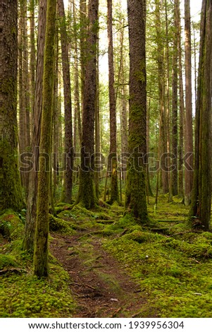 Trail through a lush, mossy forest on Cortes Island BC Royalty-Free Stock Photo #1939956304
