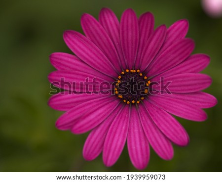 flowering Osteospermum, African daisy natural floral background