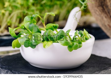 Microgreens.Close-up of microgreens.healthy salad. Eating right. Healthy eating concept of fresh garden produce organically grown as a symbol of health and vitamins from nature.