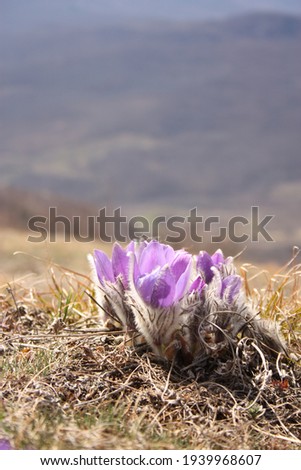 high-altitude lilac flowers on the background of the mountains. High quality photo