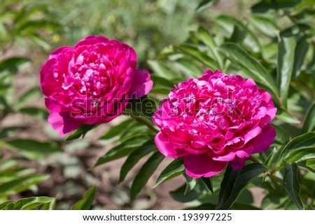 beautiful red flower, peonies in the park, closeup pink flowers in the garden on  lovely background