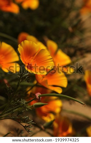 Colorful California poppies with bees