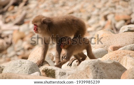Mother and baby Japanese macaque monkey at Hagachizaki Monkey Bay in Shizuoka Japan
