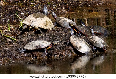 Mud turtles sunning themselves on a log Royalty-Free Stock Photo #1939989967