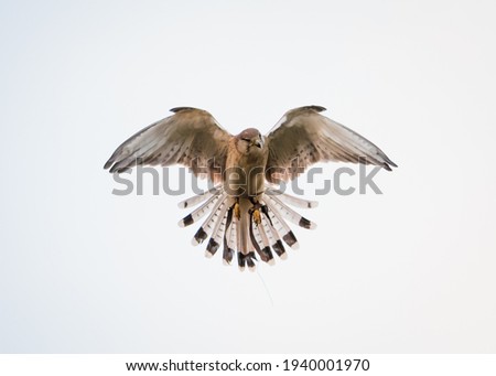 Portrait of a Kestrel in flight