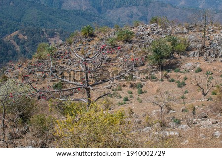 picture of rocky mountain and different varieties of trees.