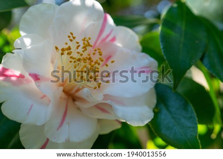 A big white camellia flower close up