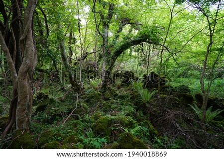 a lively dense forest in springtime Royalty-Free Stock Photo #1940018869