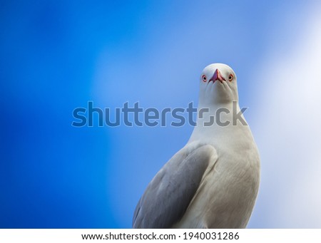 Portrait of a sea gull in the blue skuy