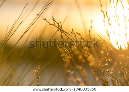 Serene and heavenly golden light cascading across reeds by a beautifully lit lake Royalty-Free Stock Photo #1940033950