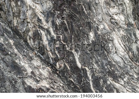 Bark texture, wood texture