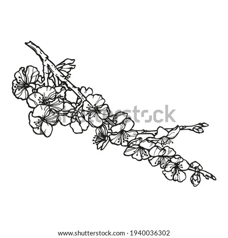 Blooming cherry branch. Hand-drawn monochrome sketch in pen and ink. Black and white with linear art on a white background. Spring botanical illustration. Vector.