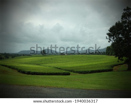 A tea plantation in North Queensland