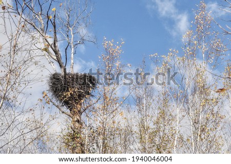 A nest of a Far Eastern stork (Ciconia boyciana), abandoned before spring, on a dry aspen among young birches with yellow leaves. Khingan Nature reserve, Middle Amur, Far East, Russia
