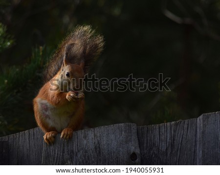 Red squirrel on the fence 