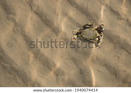 Beach crab in gulf of Thailand,Selective focus.Beach crab is under sea water.A portion of picture blur due to sea wave.