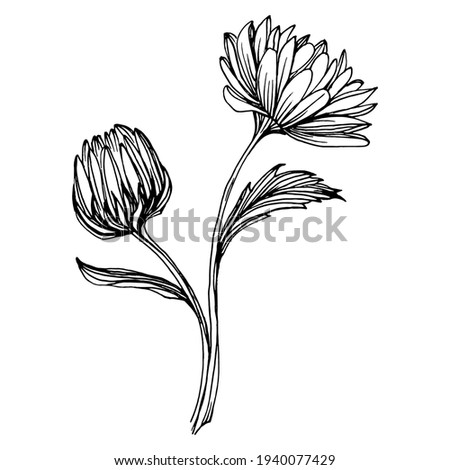 Chrysanthemum by hand drawing. Floral tattoo highly detailed in line art style. Flower tattoo concept. Black and white clip art isolated on white background. Antique vintage engraving illustration.