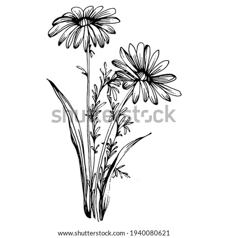 Chamomile by hand drawing. Daisy wheel
floral tattoo highly detailed in line art style concept. Black and white clip art isolated on white background. Antique vintage engraving illustration.