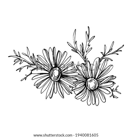 Chamomile by hand drawing. Daisy wheel
floral tattoo highly detailed in line art style concept. Black and white clip art isolated on white background. Antique vintage engraving illustration.