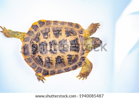 Small domestic turtle close-up on a white background.