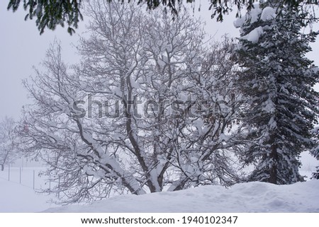 Snow covered trees with fog in the background.