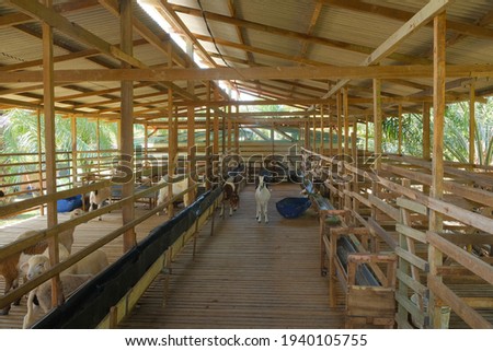 A picture of sheep and goat barn build for shelter. The goat breed for its milk and sheep for its meat.