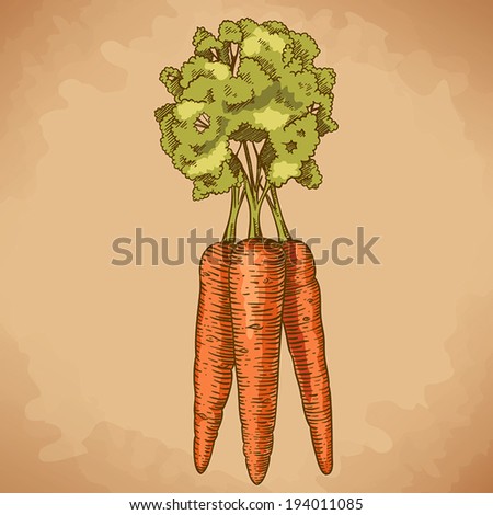 engraving vector illustration of carrot in retro style
