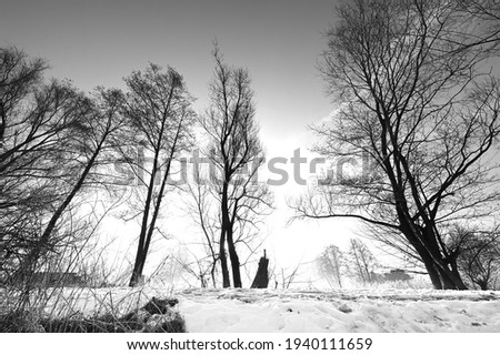 Trees by a frozen and snow-covered pond