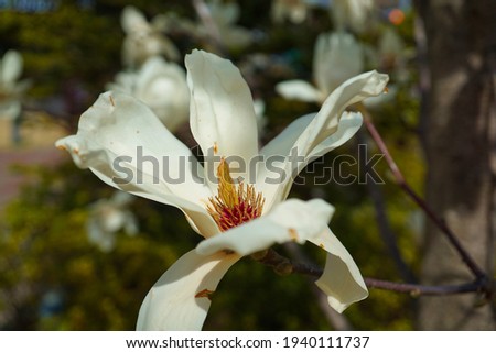 Magnolia kobus flowers blooming under the blue sky, Japanese trees, spring flowers
