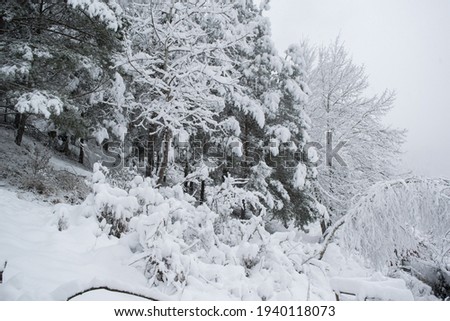 A lot of snow on trees in forest in winter