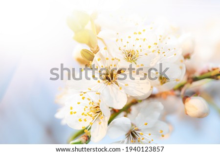 Nature background concept. White flowers on trees in the rays of sunlight