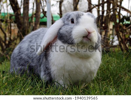very sceptical bunny in a Garden