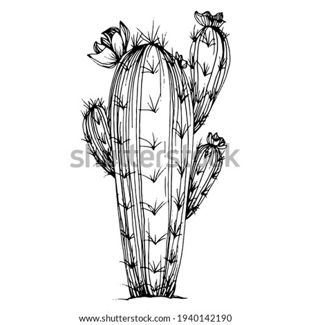 Cactus sketch for logo. Floral succulent plants tattoo highly detailed in line art style. Black and white clip art isolated on white background. Antique vintage engraving illustration.