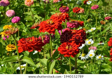 Zinnias are one of the easiest flowers to grow, as they grow quickly and bloom heavily