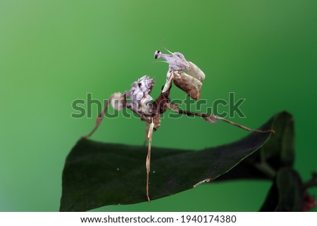 Devils Flower Mantis closeup on green leaves, Idolomantis diabolica on green leaf