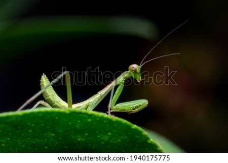 Praying mantis insect on the green leaf of plant. These insects used as part of an integrated pest management program for biological control on harmful insect pests for crops. Royalty-Free Stock Photo #1940175775
