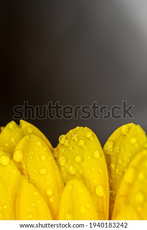 Shot of yellow Chrysanthemum flower with water droplets. Close-up. Blurry background.