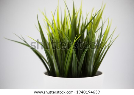 green plant in a white pot on a white background