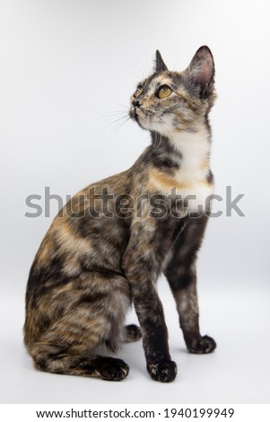 tricolor cat on a white background