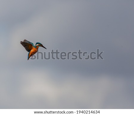 Kingfisher hovering above a lake, concentrating on the fish below.