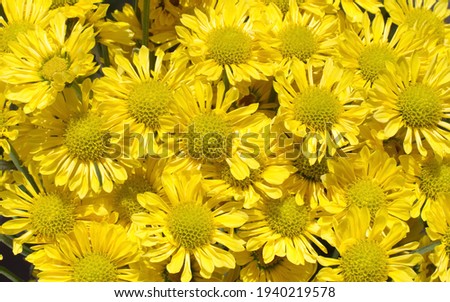 Close up of yellow daisy flowers